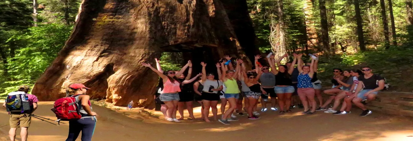 Yosemite-Hikes-Tuolumne-Grove- of-Giant-Sequoias-tour-banner